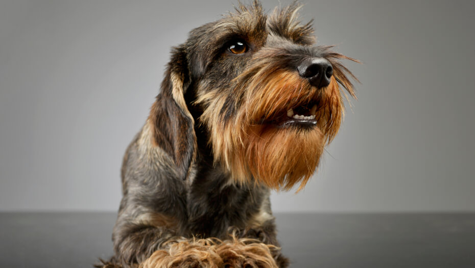 bearded sausage dog