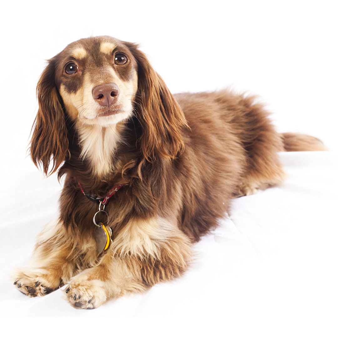 Blue long hot sale haired dachshund