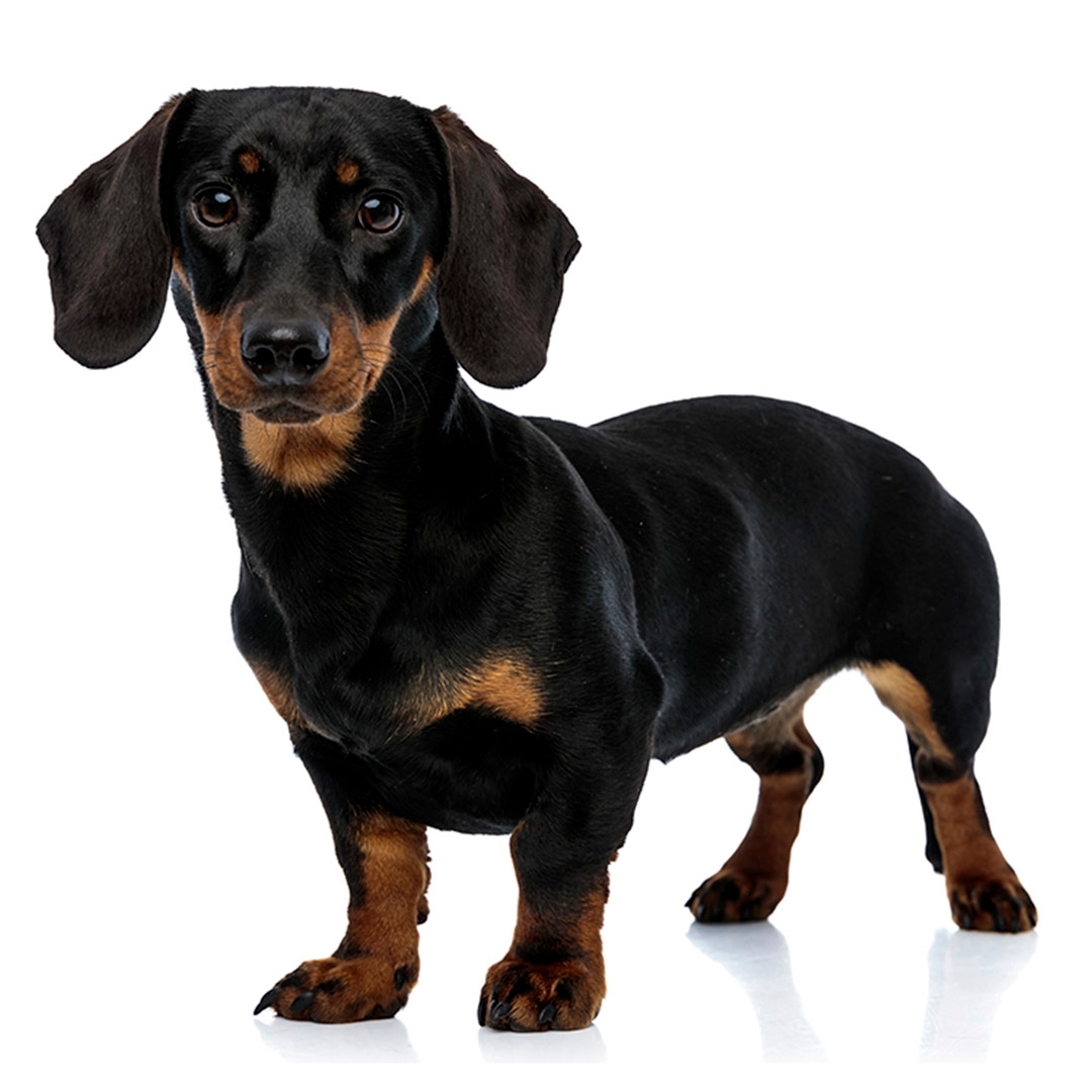 Dachshund (Miniature Smooth Haired) Dog Breed | Purina