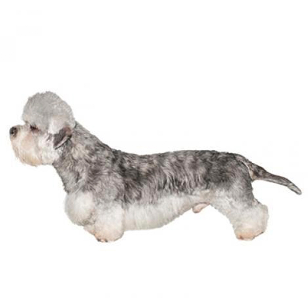 Dandy best sale diamond terrier