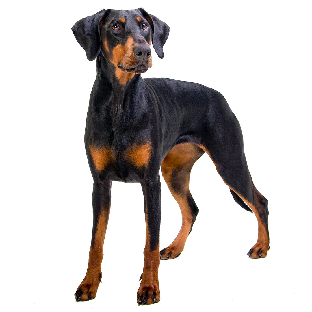 Puppy 2024 doberman dog