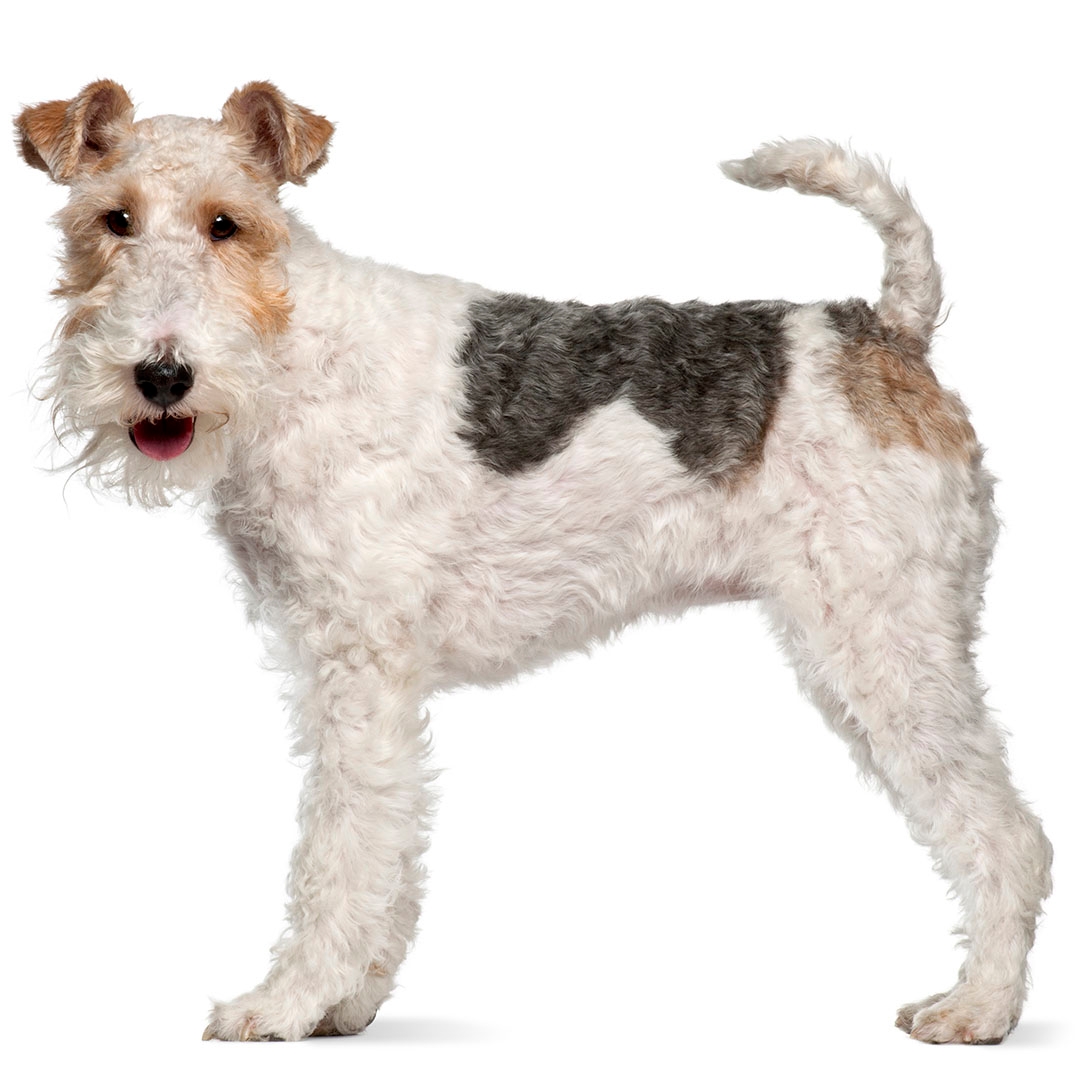 Fox Terrier Wire Coat Dog Breed Information Purina