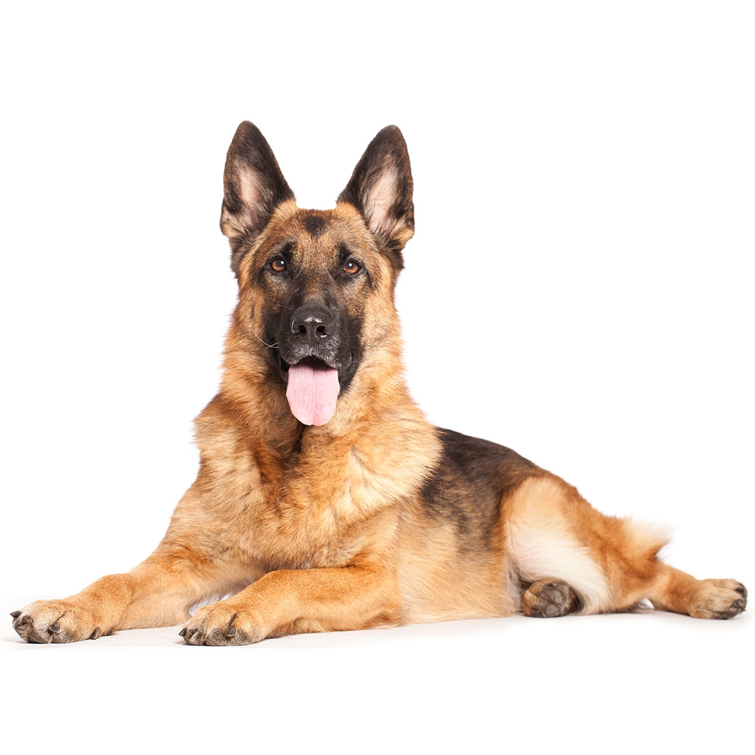 Ultimate Collection: 999+ Stunning German Shepherd Photos In Full 4K