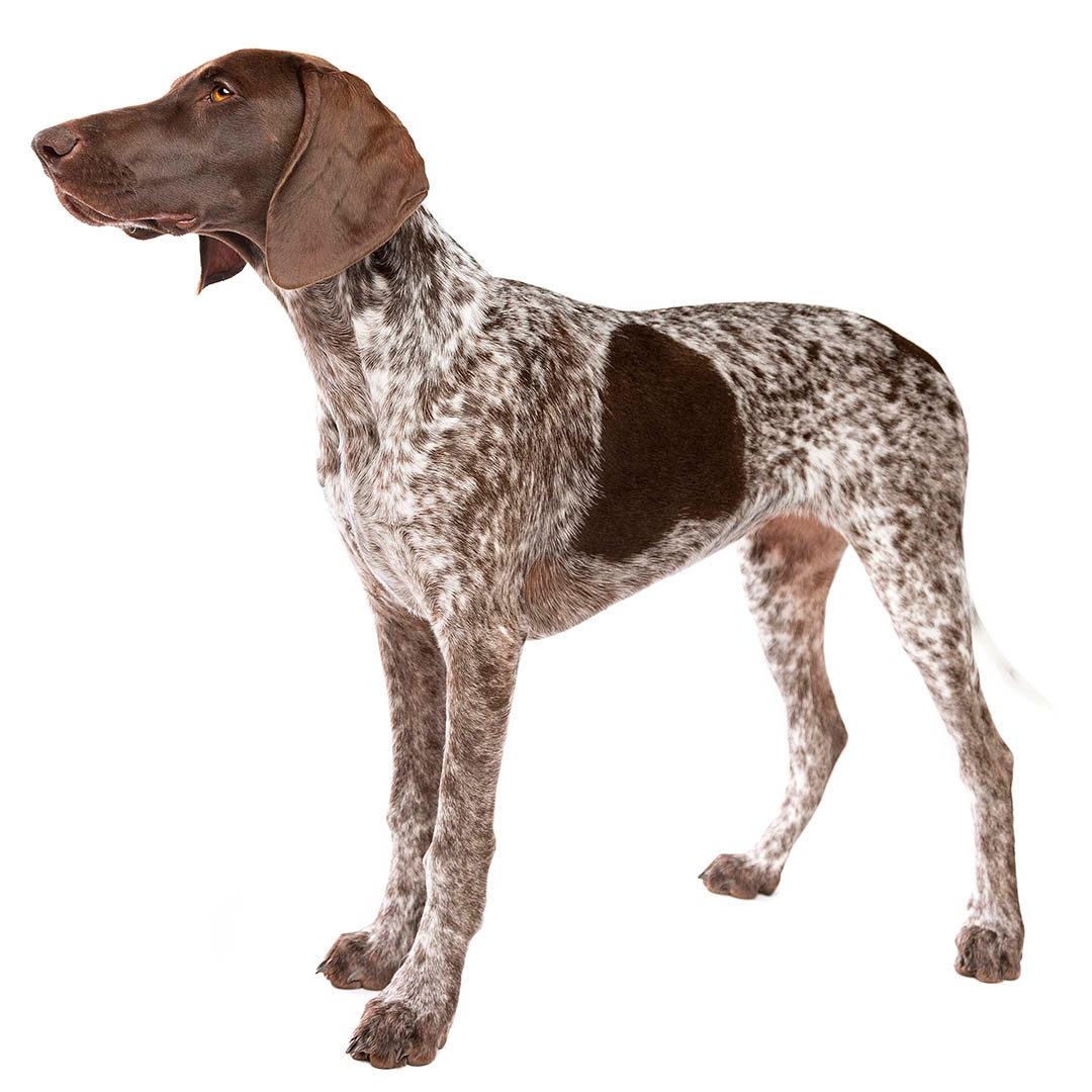 Pointing store dog breeds