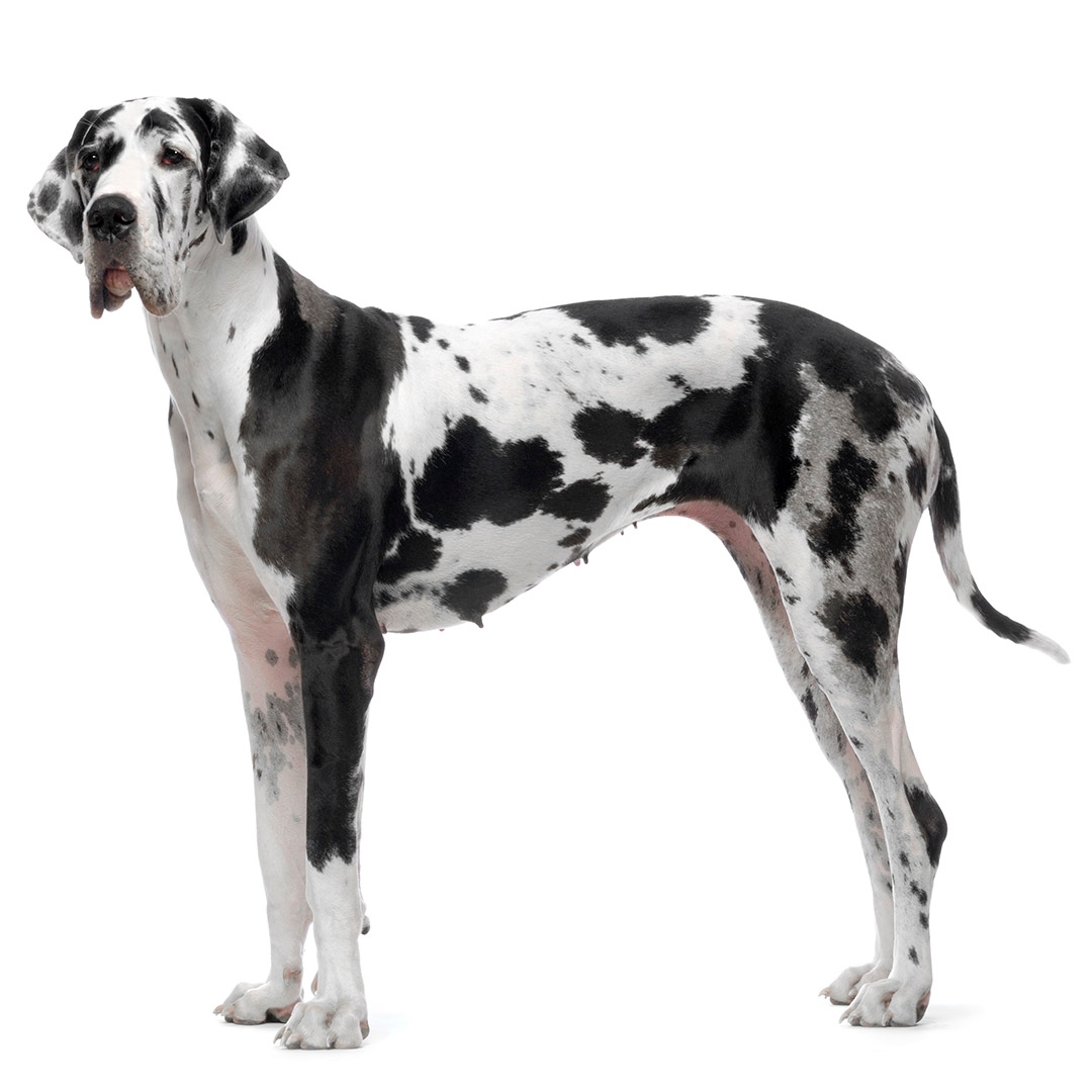 Dog breeds hot sale in marmaduke