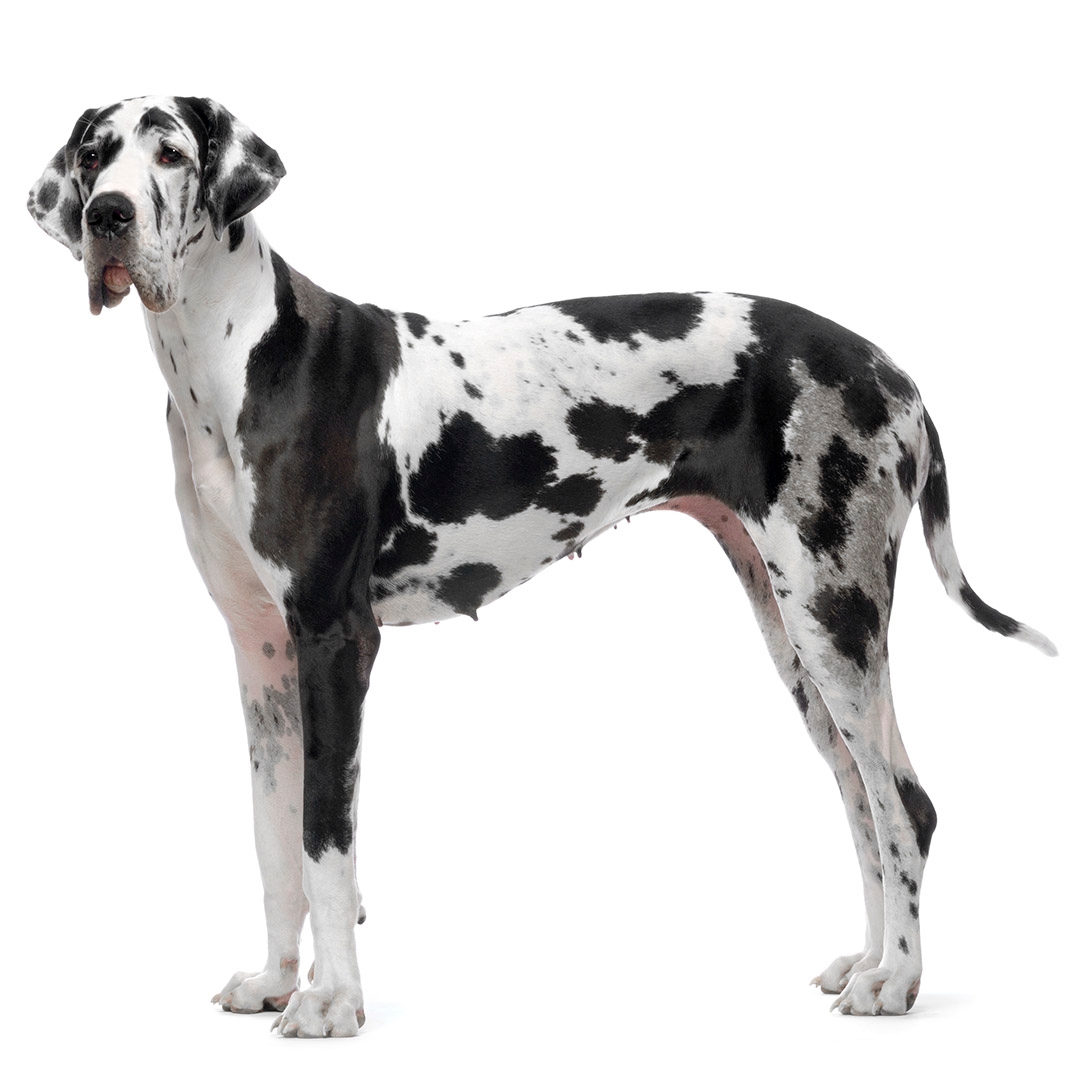 do great danes have stomach problems