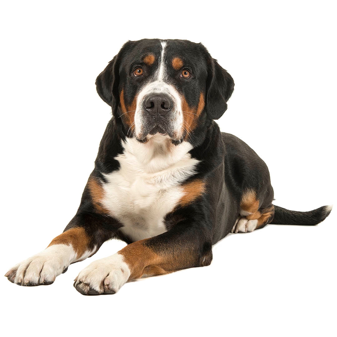 Great Swiss Mountain Dog Purina UK