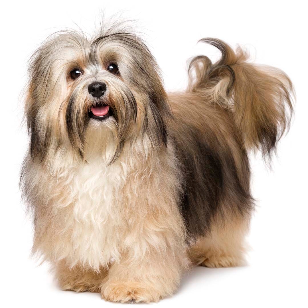 A store havanese puppy