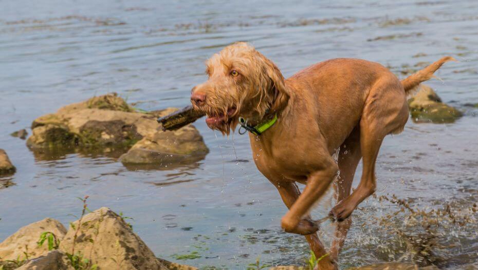 can a wirehaired vizsla guard a home