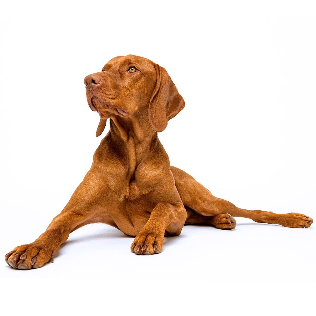 why are vizslas called velcro dogs