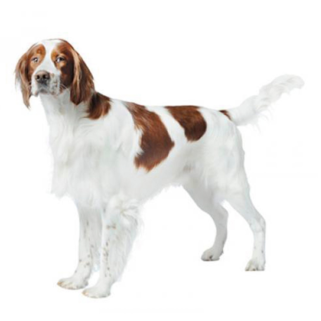 Irish red hot sale and white setter