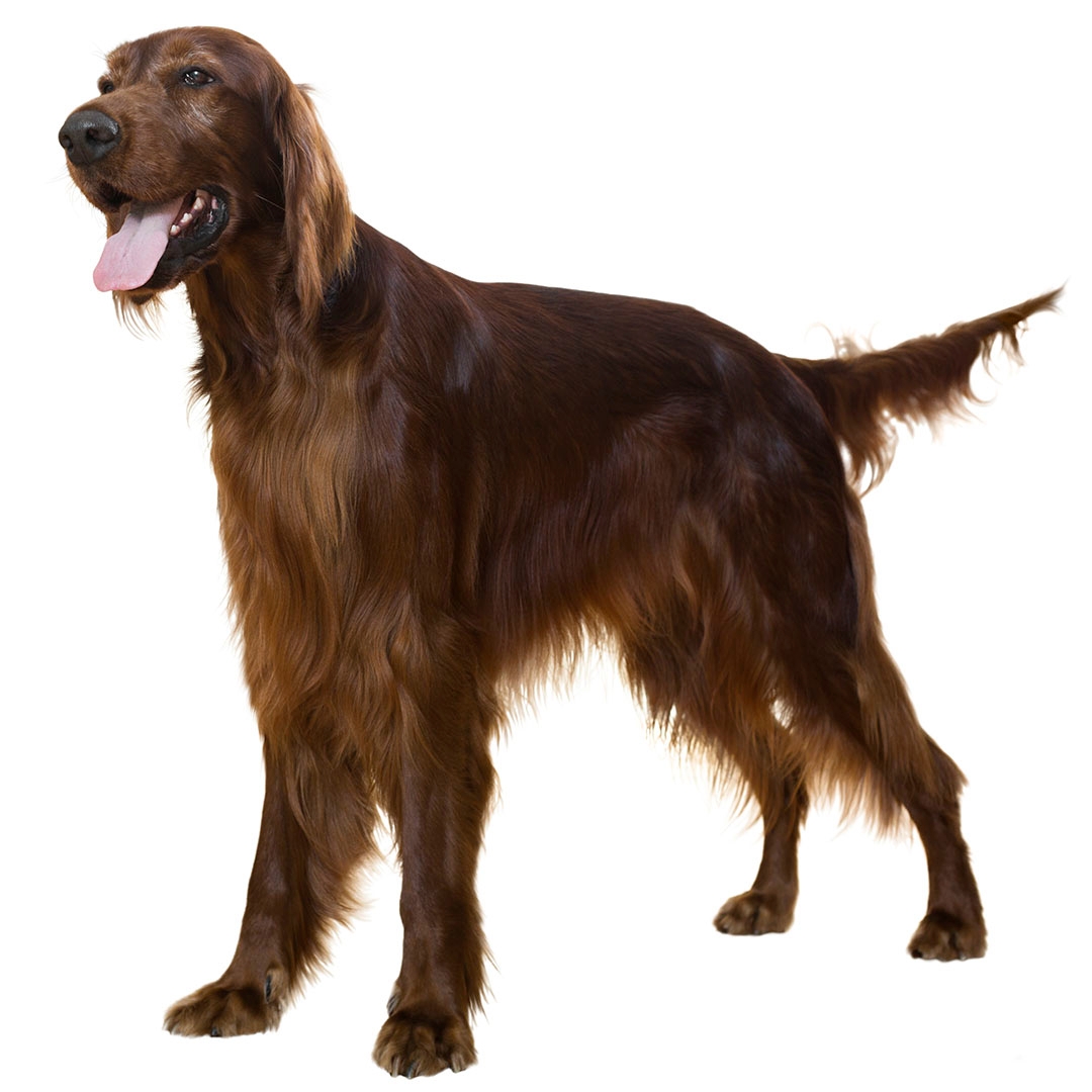 Irish setter best sale short hair