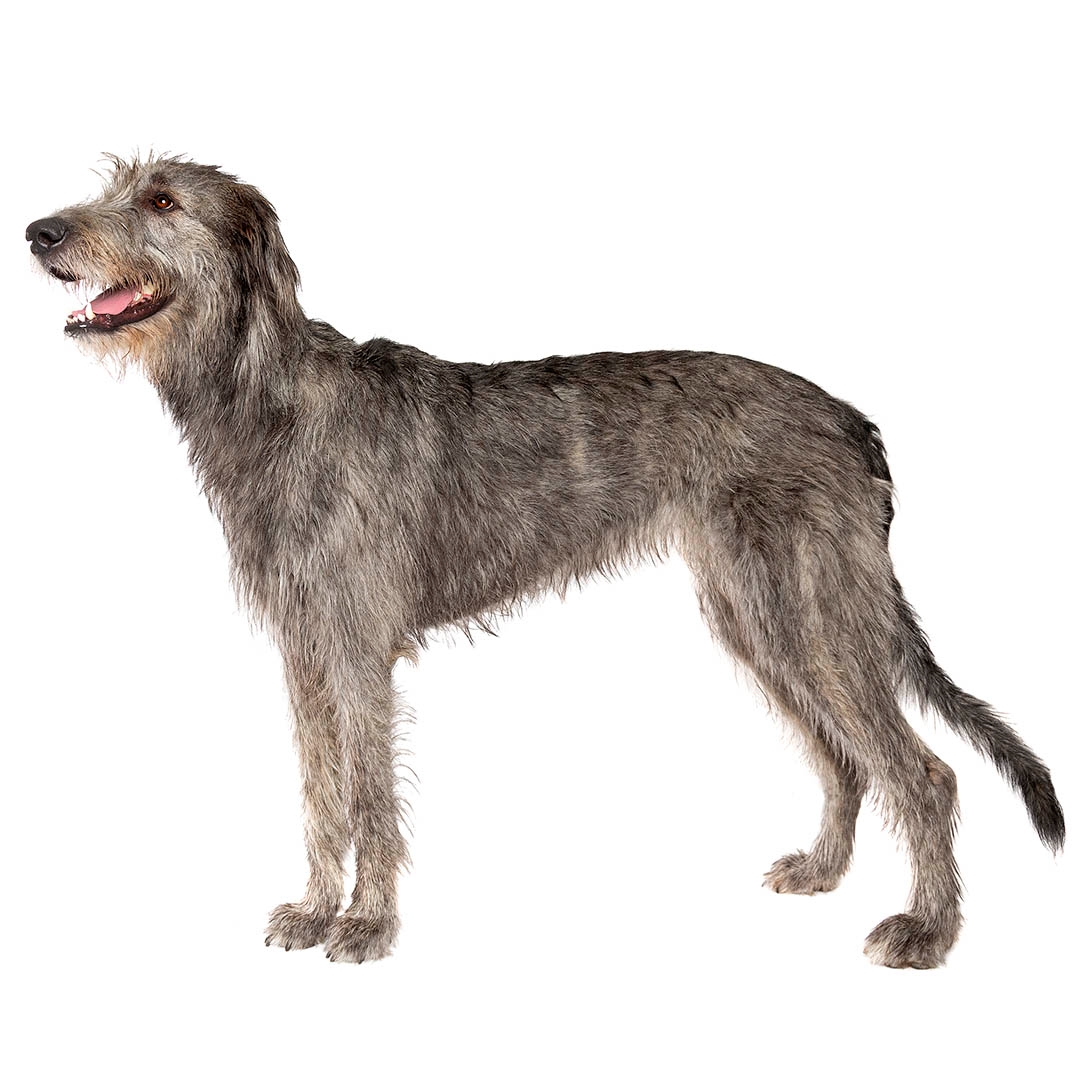 Gray sales wolf hound