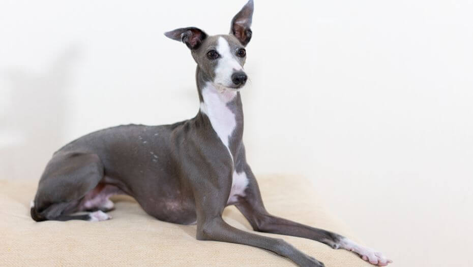 why are italian greyhounds called