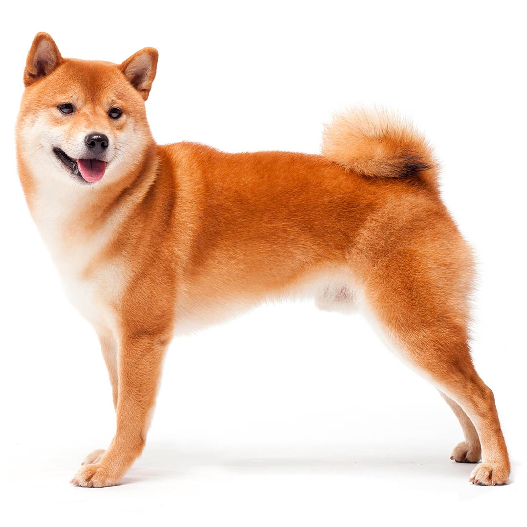 Akita inu mini orders