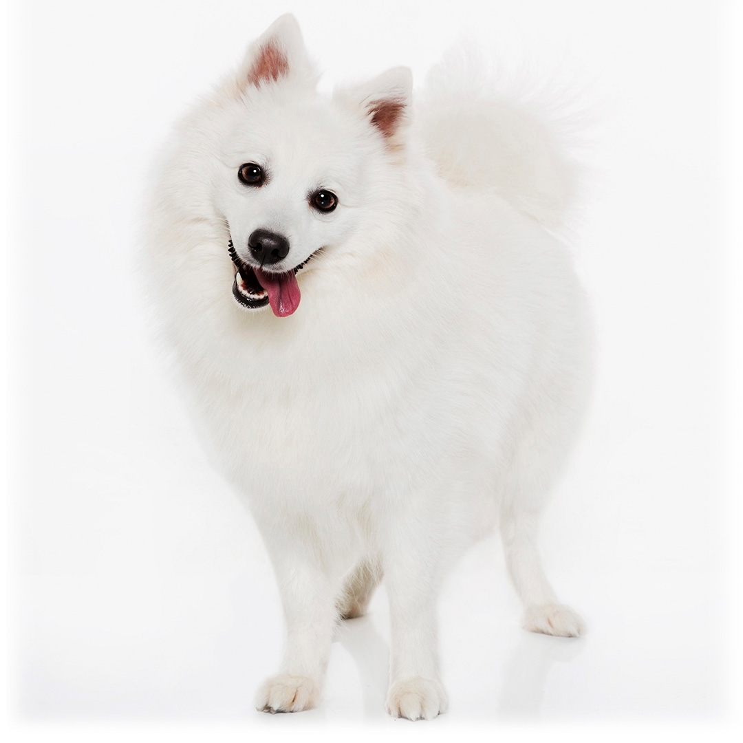 Japanese spitz hot sale height