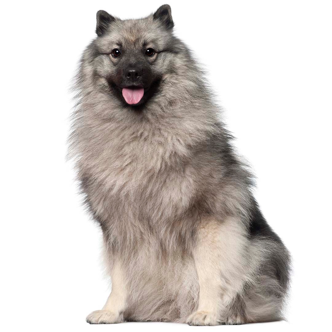 how much is a keeshond dog