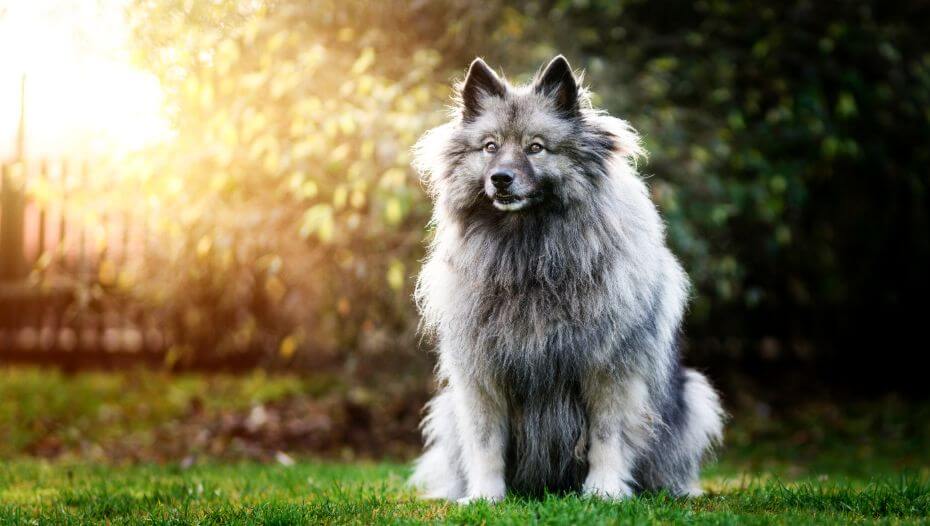 Keeshond dog deals