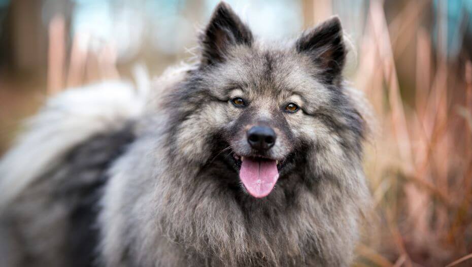 Do keeshond hot sale dogs shed