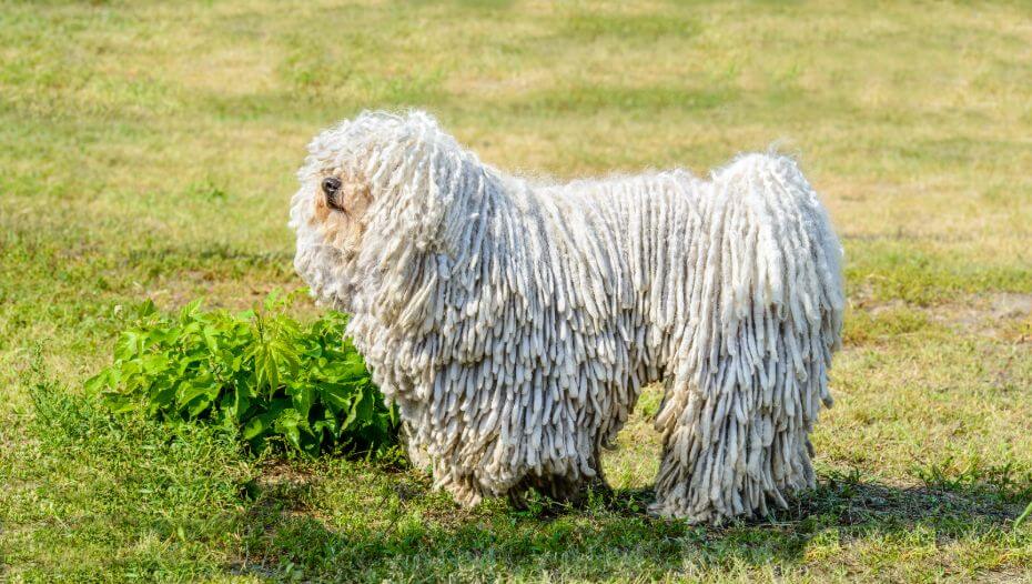 A komondor deals