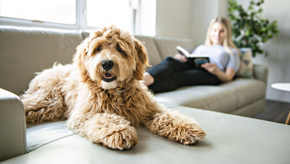 are labradoodles calm dogs