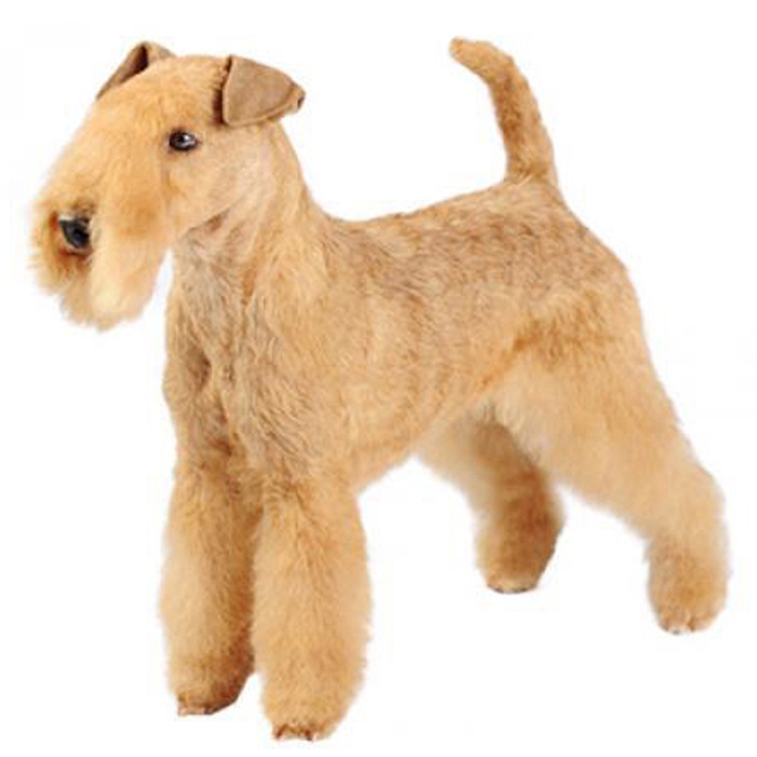 Lakeland terrier short shops hair