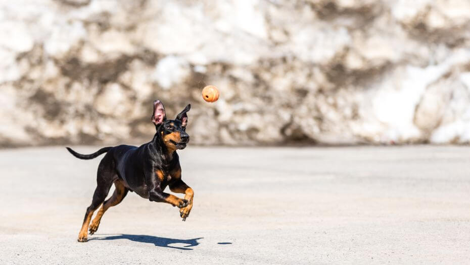 is a manchester terrier right for you