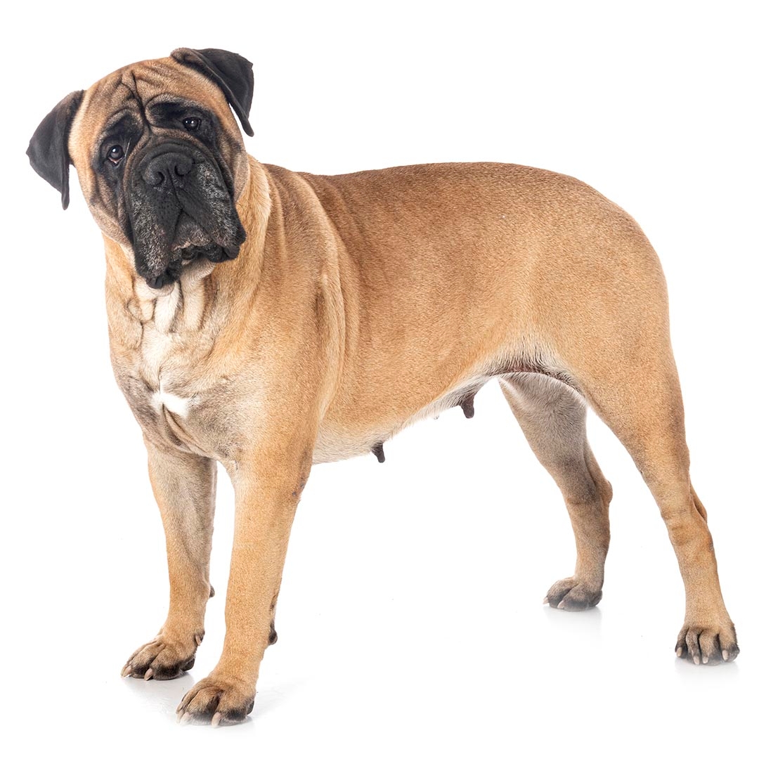 Different store mastiff dogs