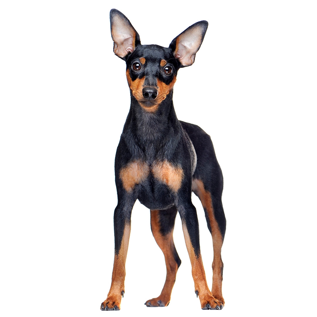 Mini store pinscher size