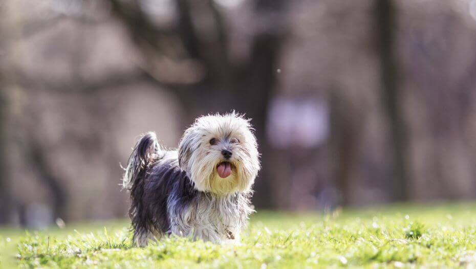 Morkie store adult dog