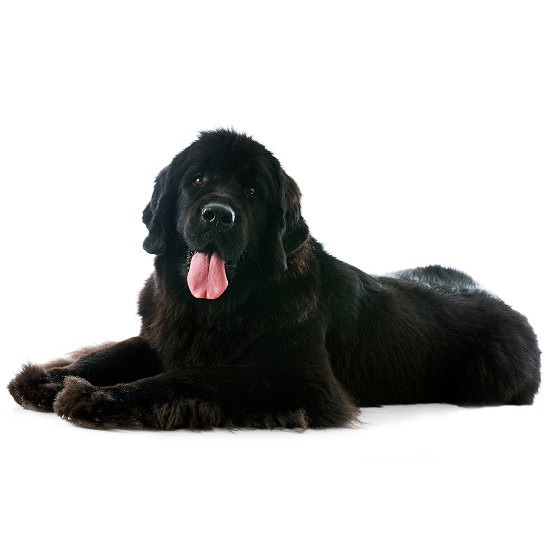 do newfoundland dogs drool