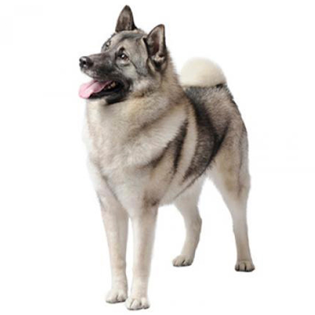 Elkhound discount beagle mix