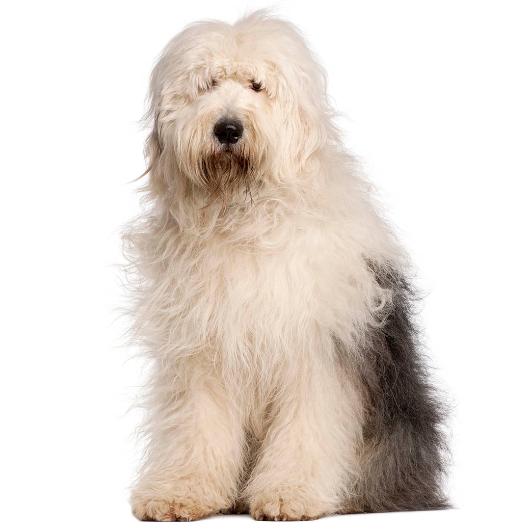 Giant old english store sheepdog