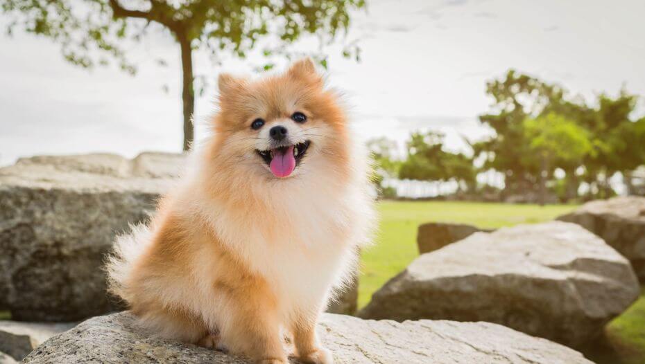 Kinds best sale of pomeranian