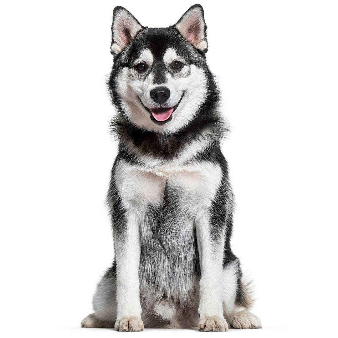 Siberian husky hot sale and pomeranian