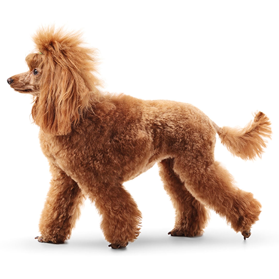 Standard poodle information shops