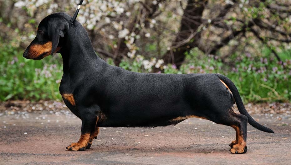 Smooth hot sale coated dachshund