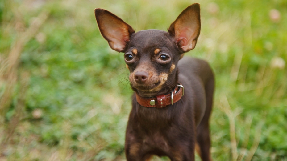 russian toy terrier breeders