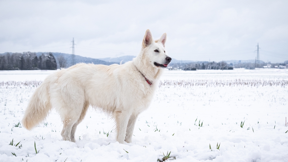 Deals white american shepherd