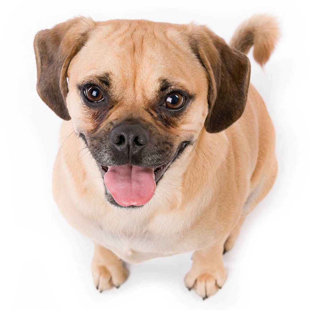 Puggle Dog Breed Information Purina UK