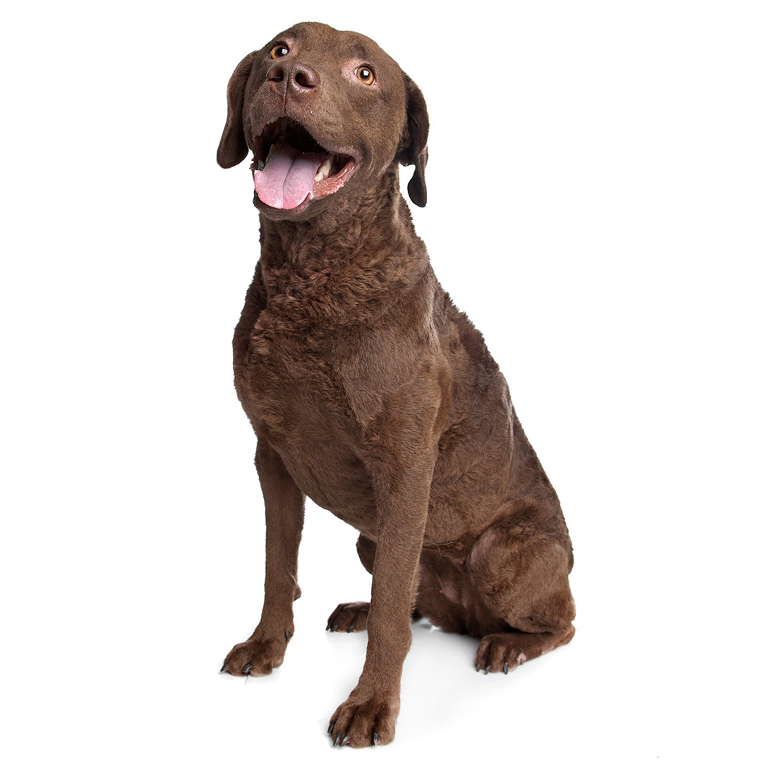 Big chesapeake bay hot sale retriever