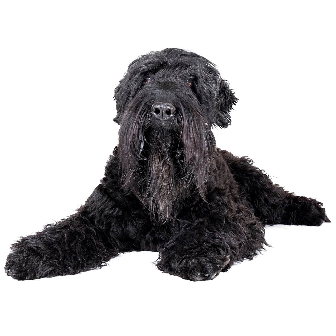 Black russian terrier service sales dog