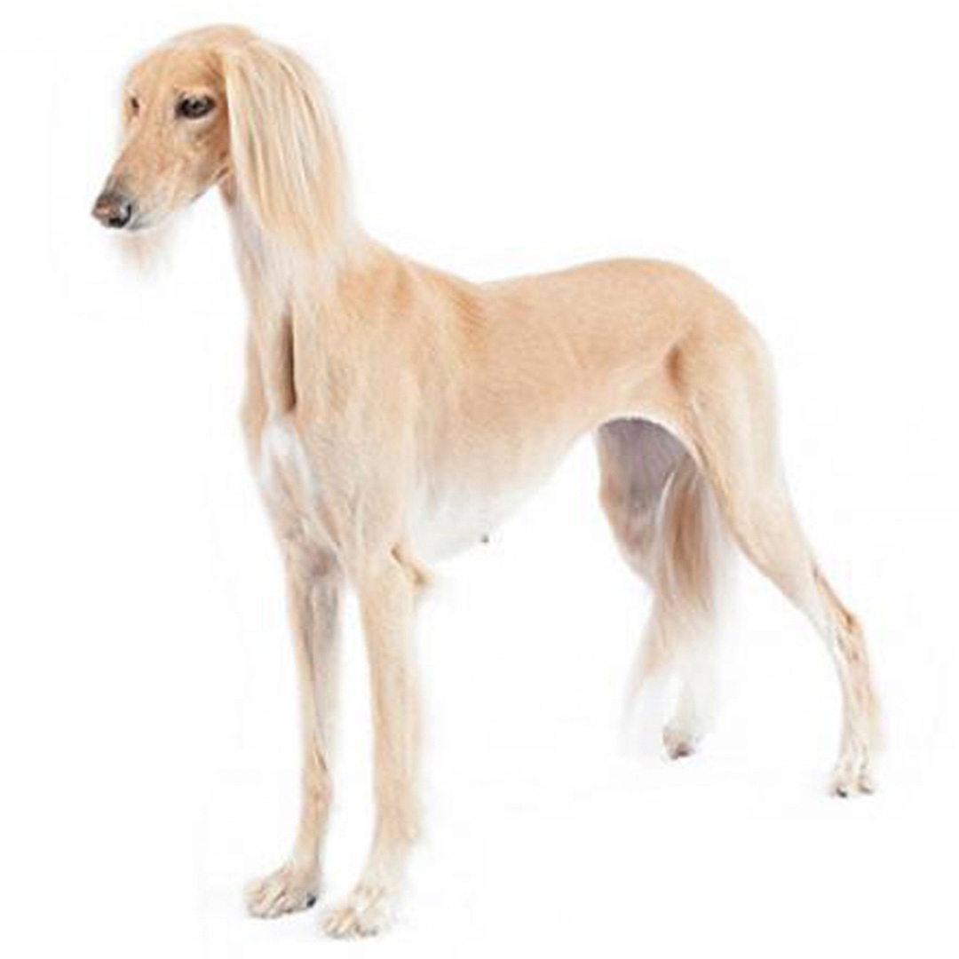 Saluki fashion hound