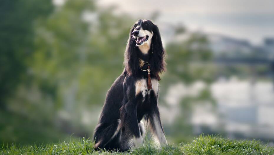 Long haired cheap saluki dog