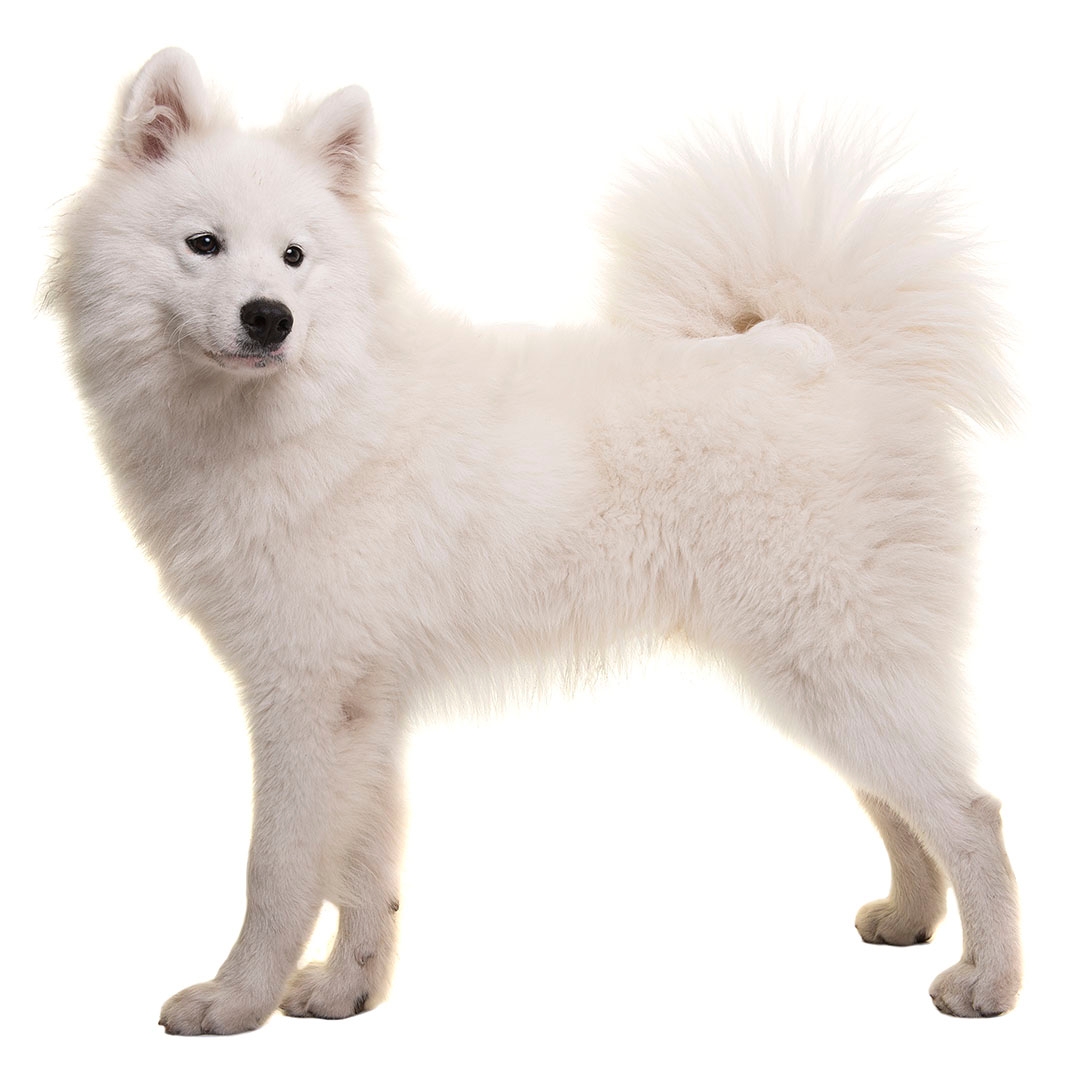 Shops samoyed family dog