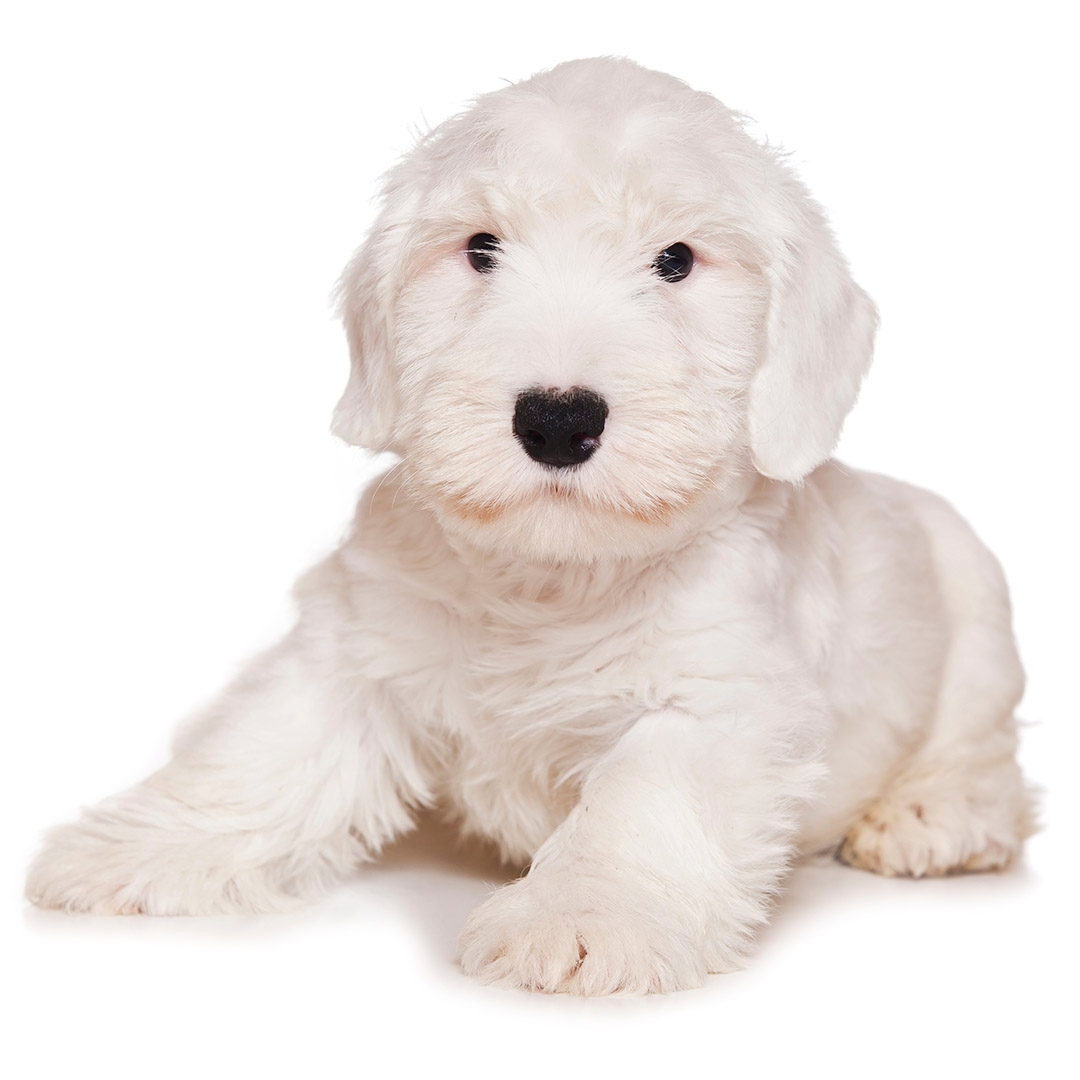 are sealyham terriers good companion dogs