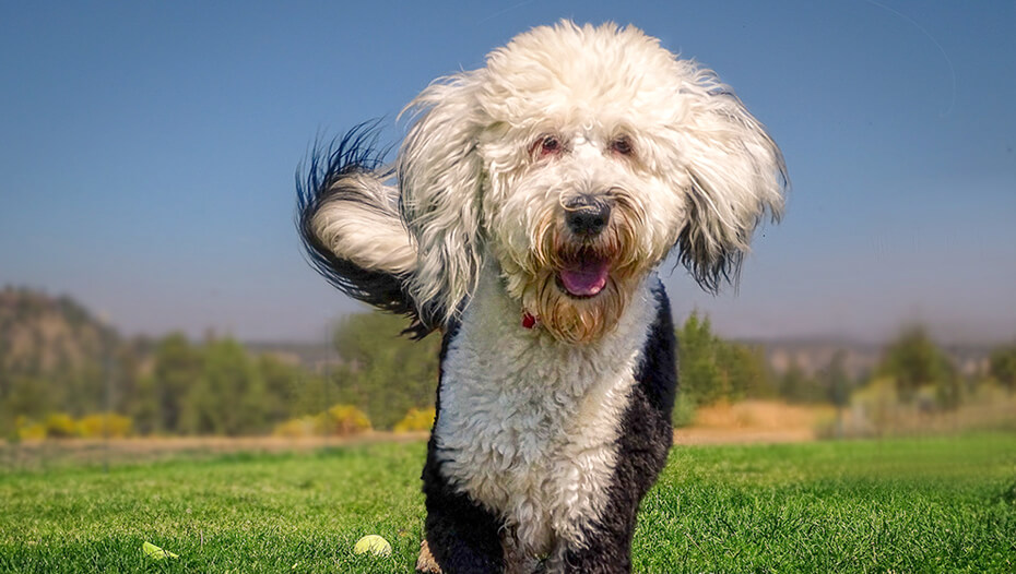 Sheepadoodle price sales