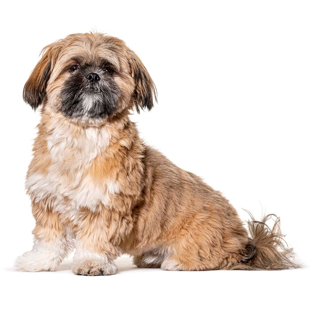 A shih best sale tzu puppy