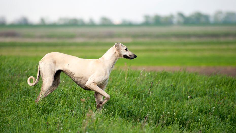 Sloughi store dog breed