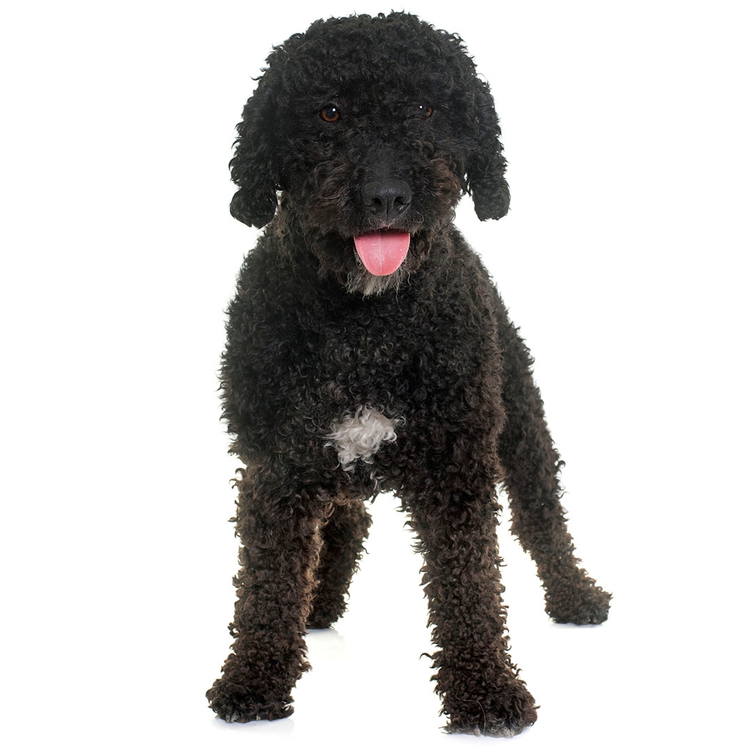 toy spanish water dog